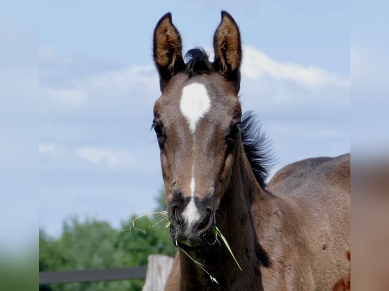 Westfaliano Giumenta 4 Anni 168 cm Morello in Versmold