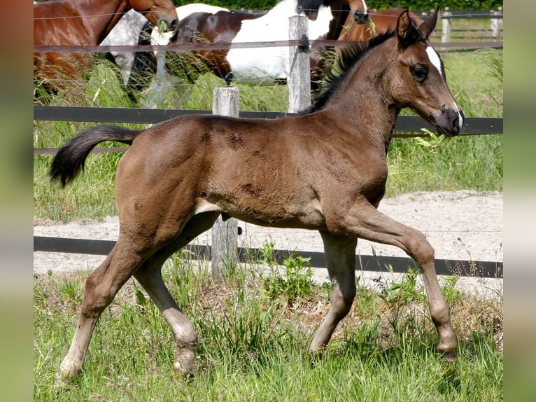 Westfaliano Giumenta 4 Anni 168 cm Morello in Versmold