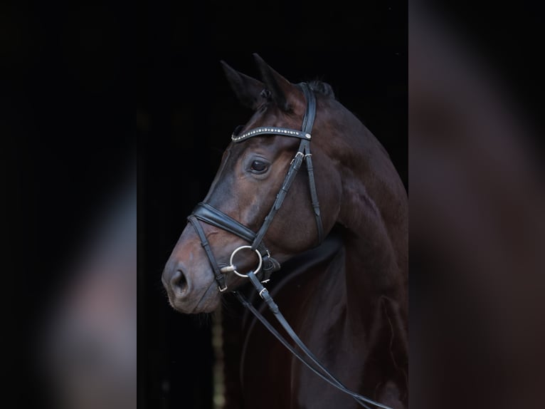 Westfaliano Giumenta 4 Anni 168 cm Morello in Greven