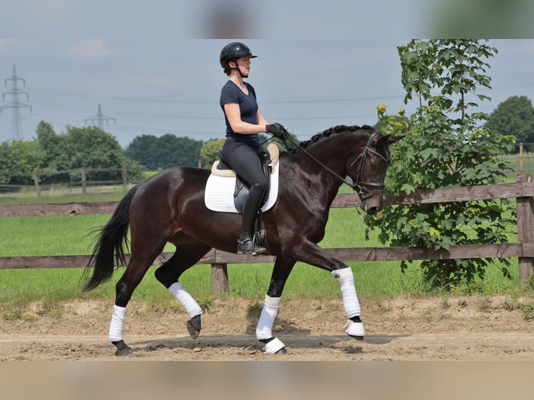 Westfaliano Giumenta 4 Anni 168 cm Morello in Greven