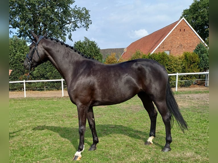 Westfaliano Giumenta 4 Anni 168 cm Morello in Heiden