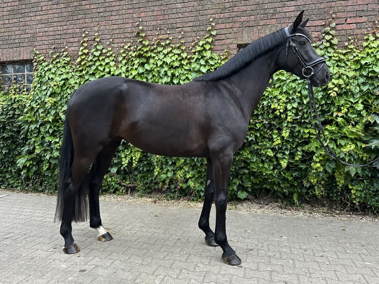Westfaliano Giumenta 4 Anni 168 cm Morello in Rees