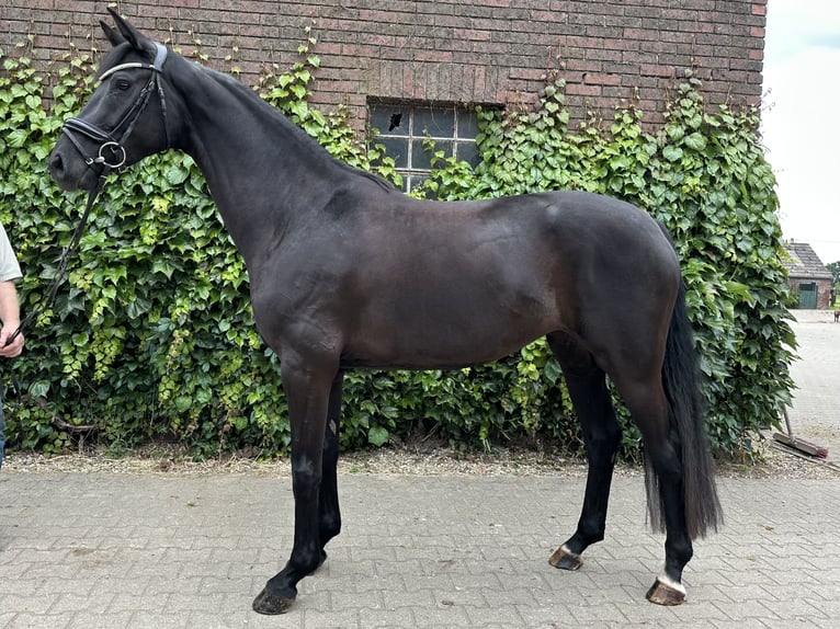 Westfaliano Giumenta 4 Anni 168 cm Morello in Rees