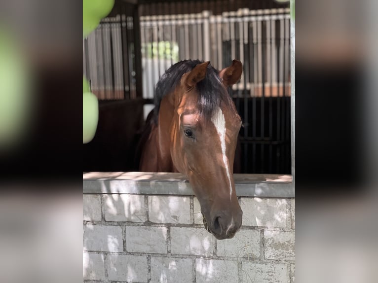 Westfaliano Giumenta 4 Anni 168 cm Sauro scuro in Korntal-Münchingen