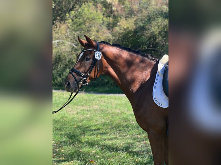 Westfaliano Giumenta 4 Anni 168 cm Sauro scuro in Korntal-Münchingen