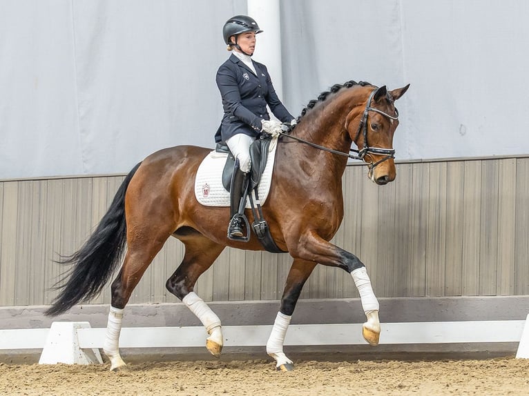Westfaliano Giumenta 4 Anni 169 cm Baio in Münster-Handorf