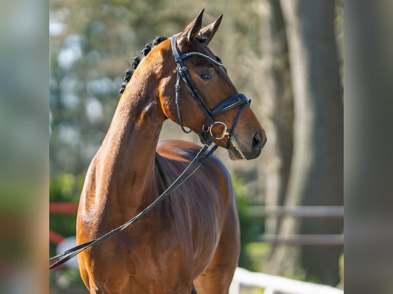 Westfaliano Giumenta 4 Anni 169 cm Baio in Münster-Handorf