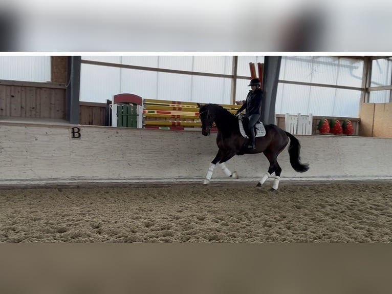 Westfaliano Giumenta 4 Anni 169 cm Baio in Rosenheim