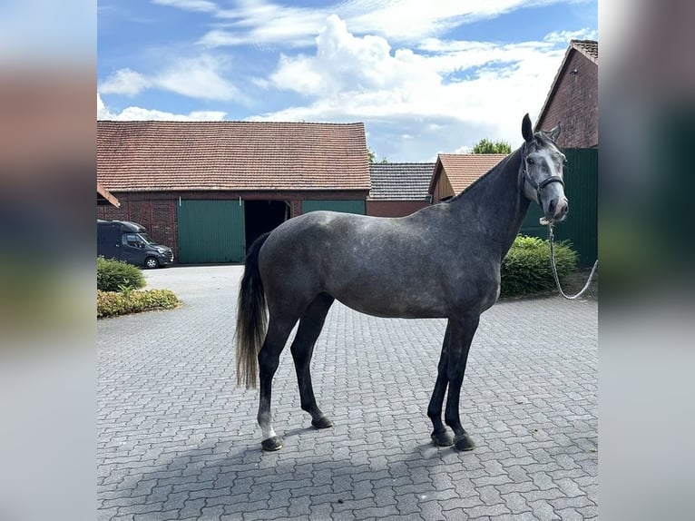 Westfaliano Giumenta 4 Anni 169 cm Grigio in Gschwendt