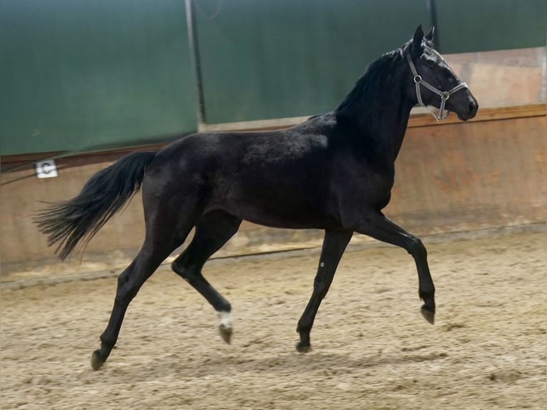 Westfaliano Giumenta 4 Anni 169 cm Morello in Paderborn