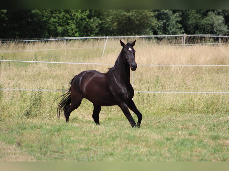 Westfaliano Giumenta 4 Anni 169 cm Morello in Hamm