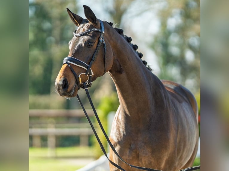 Westfaliano Giumenta 4 Anni 170 cm Baio in Münster-Handorf