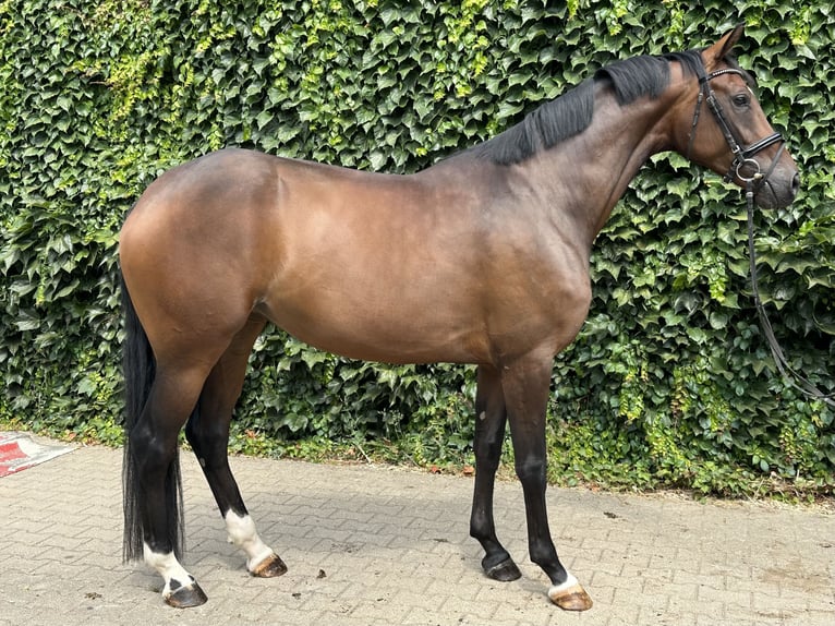 Westfaliano Giumenta 4 Anni 170 cm Baio in Rees