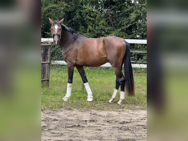 Westfaliano Giumenta 4 Anni 170 cm Baio in Wesel