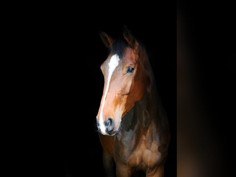 Westfaliano Giumenta 4 Anni 170 cm Baio in Wesel