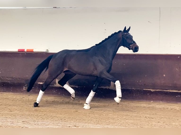 Westfaliano Giumenta 4 Anni 170 cm Baio scuro in Lienen