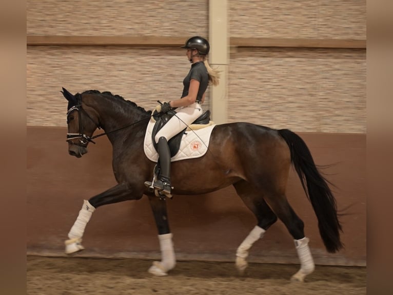 Westfaliano Giumenta 4 Anni 170 cm Baio scuro in Wehringen