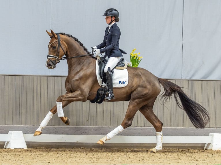 Westfaliano Giumenta 4 Anni 170 cm Sauro scuro in Münster-Handorf