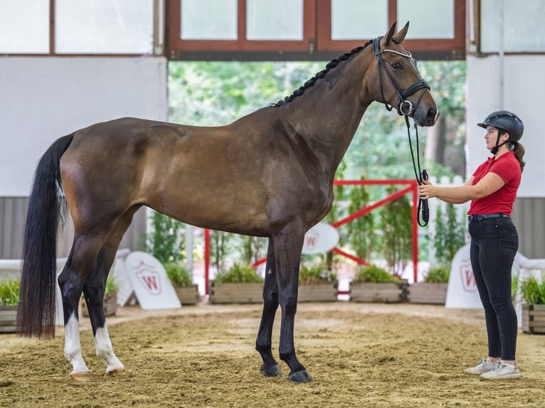 Westfaliano Giumenta 4 Anni 171 cm Baio scuro in Mnster-Handorf