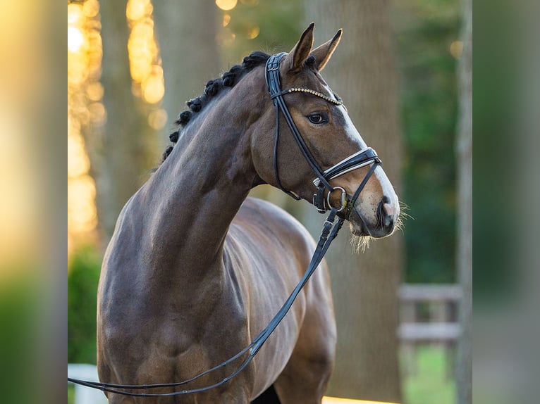 Westfaliano Giumenta 4 Anni 171 cm Baio scuro in Münster-Handorf