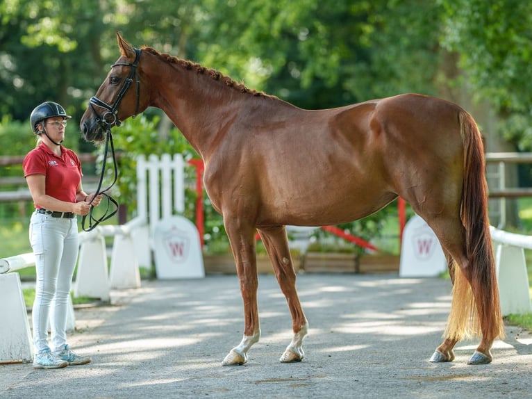 Westfaliano Giumenta 4 Anni 171 cm Sauro in Münster