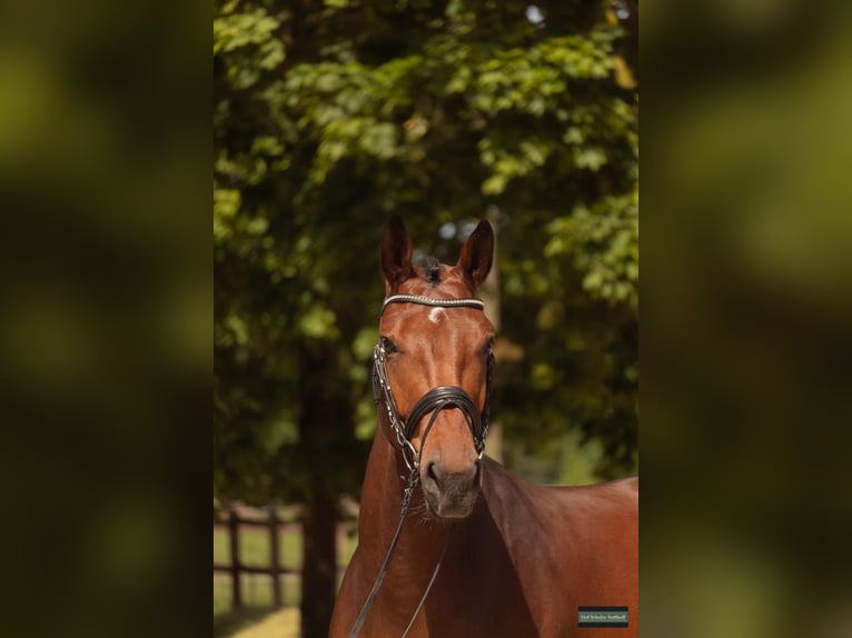 Westfaliano Giumenta 4 Anni 172 cm Baio in Greven