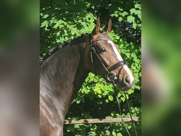 Westfaliano Giumenta 4 Anni 172 cm Baio scuro in Wiesbaden