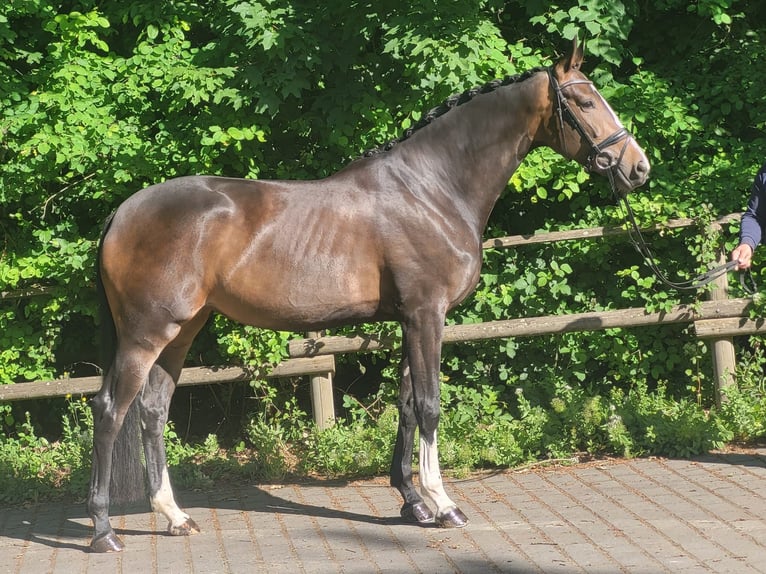 Westfaliano Giumenta 4 Anni 172 cm Baio scuro in Wiesbaden