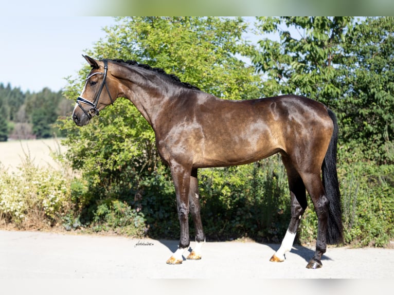 Westfaliano Giumenta 4 Anni 172 cm Baio scuro in Lehrberg