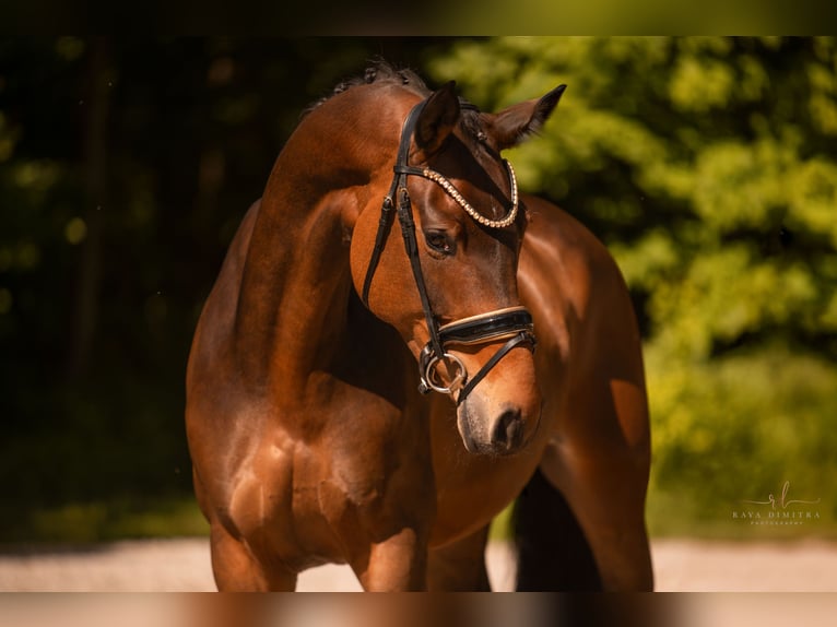 Westfaliano Giumenta 4 Anni 173 cm Baio in Wehringen