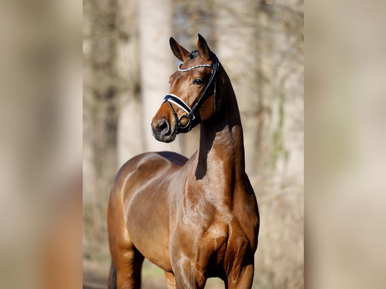 Westfaliano Giumenta 4 Anni 173 cm Baio in Steinfurt