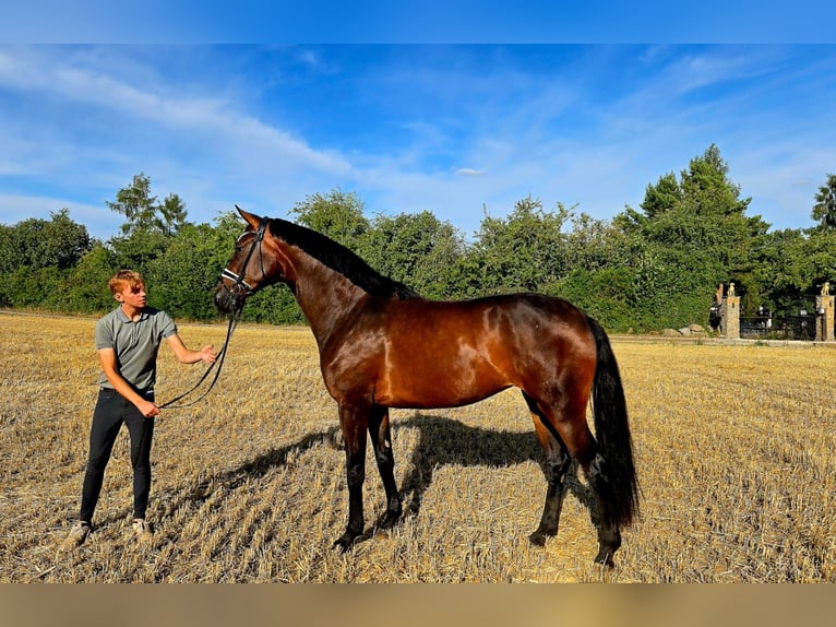 Westfaliano Giumenta 4 Anni 173 cm Baio scuro in Röttingen