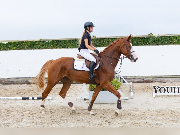 Westfaliano Giumenta 4 Anni 173 cm Sauro scuro in Waddinxveen