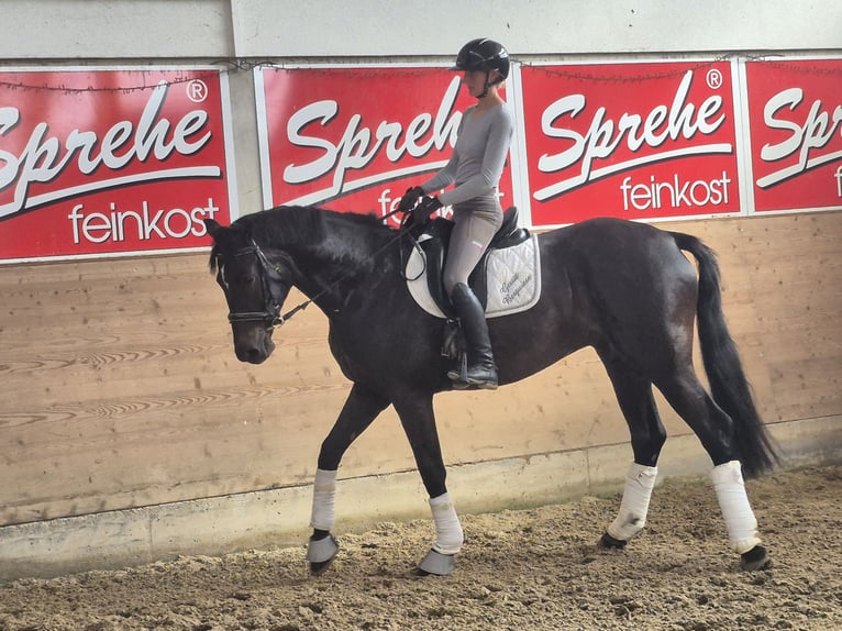 Westfaliano Giumenta 4 Anni 175 cm Baio nero in Mitterberg