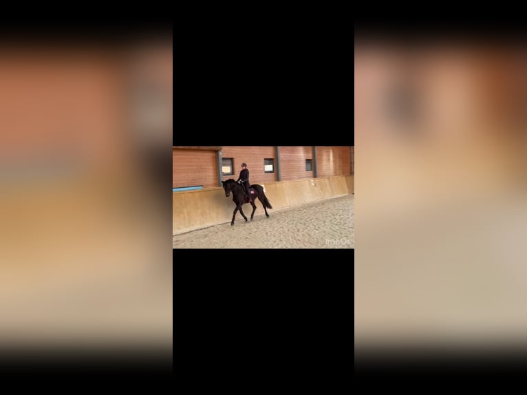 Westfaliano Giumenta 4 Anni 175 cm Baio scuro in Mitterberg