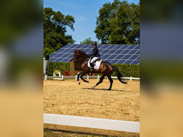Westfaliano Giumenta 4 Anni 176 cm Baio in Ibbenbüren