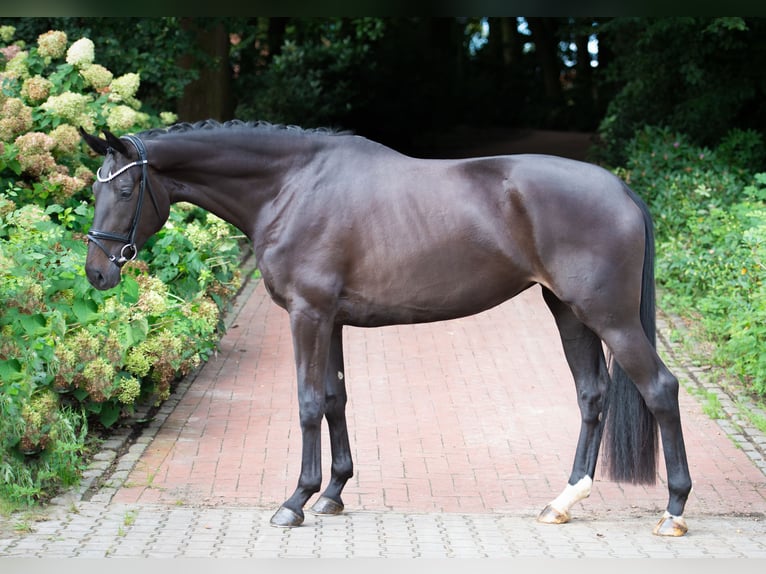 Westfaliano Giumenta 4 Anni 178 cm Baio nero in Ankum