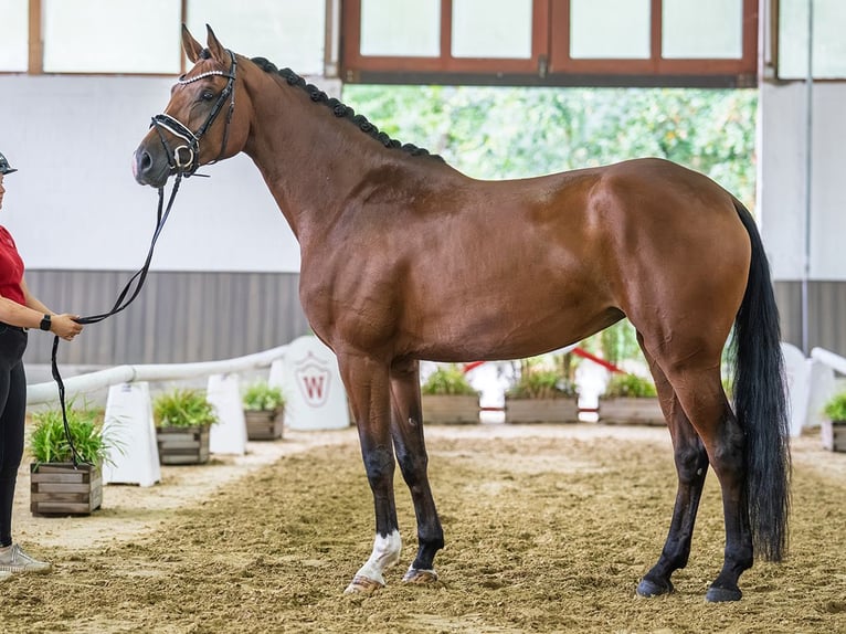 Westfaliano Giumenta 4 Anni Baio in Mnster-Handorf