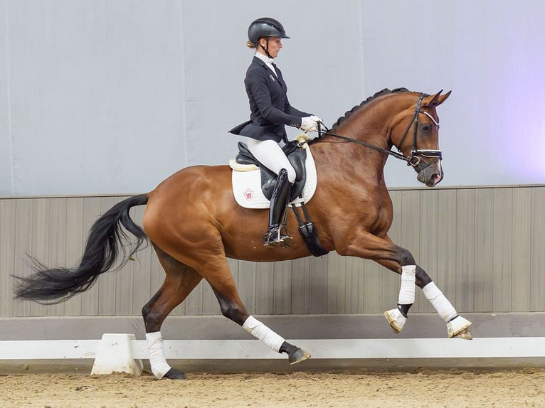 Westfaliano Giumenta 4 Anni Baio in Mnster-Handorf