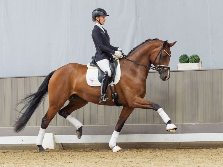 Westfaliano Giumenta 4 Anni Baio in Mnster-Handorf