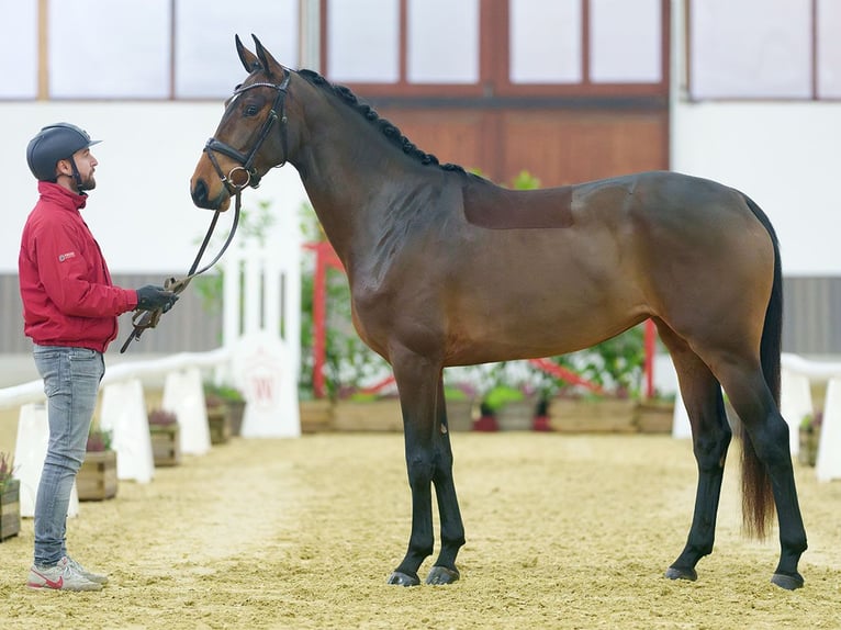 Westfaliano Giumenta 4 Anni Baio in Münster-Handorf