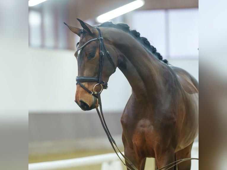 Westfaliano Giumenta 4 Anni Baio in Münster-Handorf