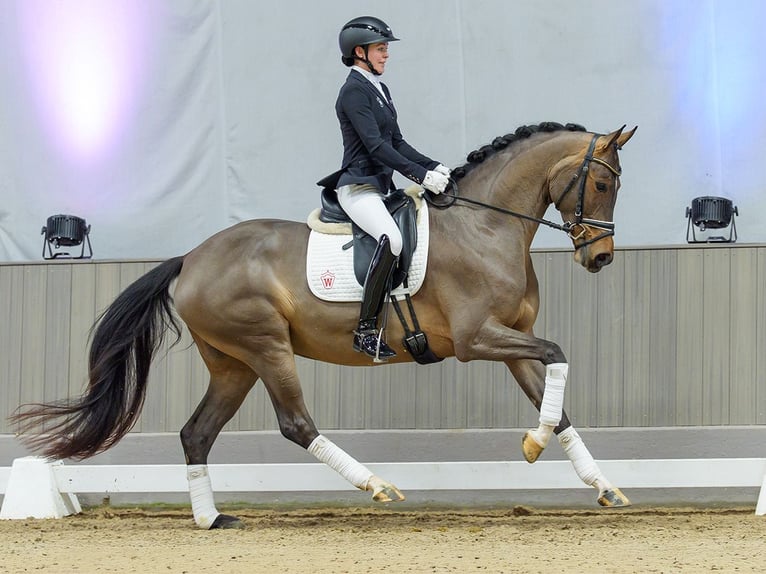 Westfaliano Giumenta 4 Anni Baio in Münster-Handorf