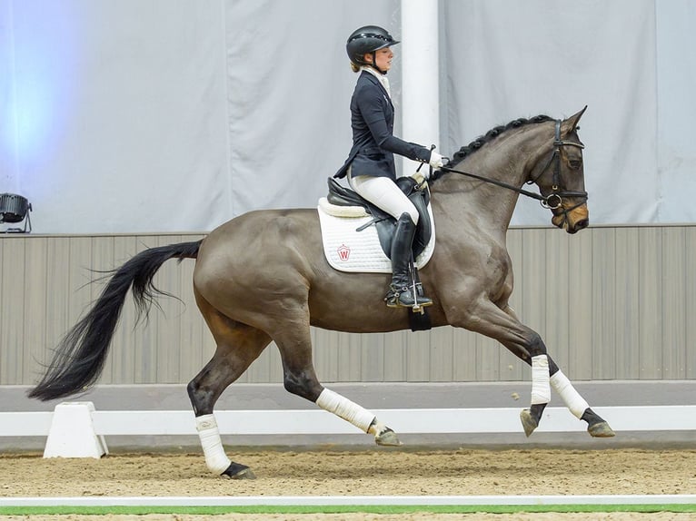 Westfaliano Giumenta 4 Anni Baio in Münster-Handorf