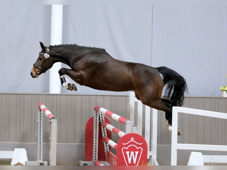 Westfaliano Giumenta 4 Anni Baio in Barntrup