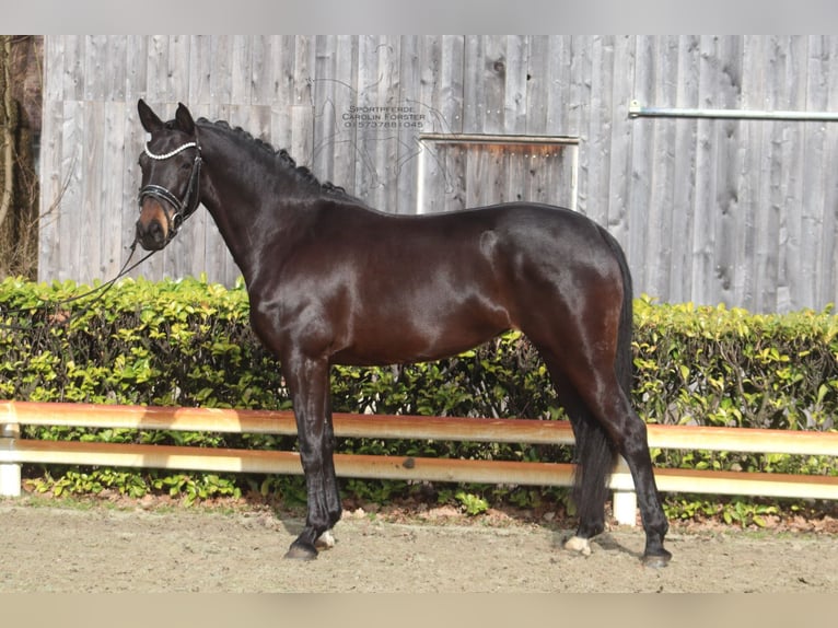 Westfaliano Giumenta 5 Anni 156 cm Baio scuro in Reeßum