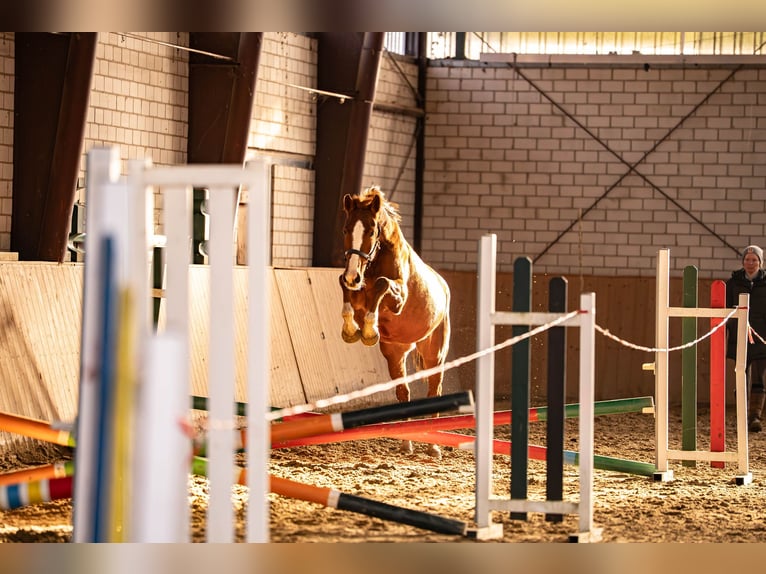 Westfaliano Giumenta 5 Anni 158 cm Sauro in Glandorf