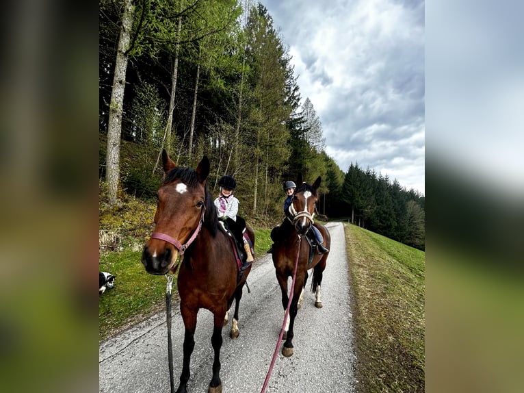 Westfaliano Giumenta 5 Anni 160 cm Baio in Randegg