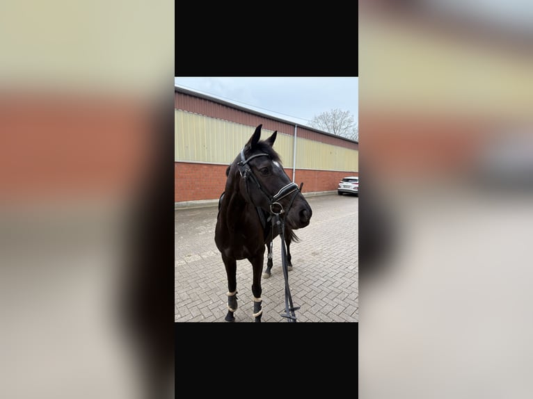 Westfaliano Giumenta 5 Anni 160 cm Baio nero in Bocholt