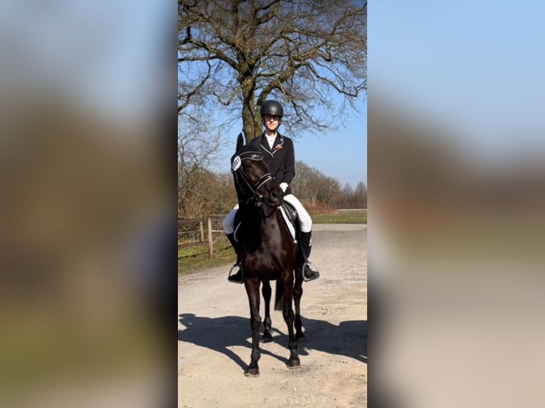 Westfaliano Giumenta 5 Anni 160 cm Baio nero in Bocholt